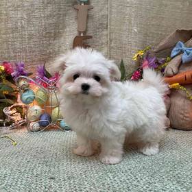 Maltese