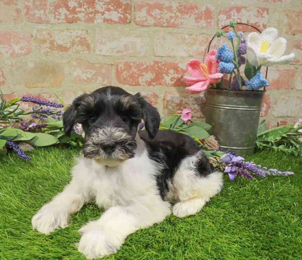 carousel pet images