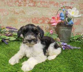 Mini Schnauzer