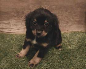 Mini Aussiedoodle