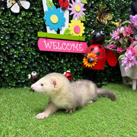 Ferret