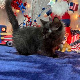 Domestic Kitten