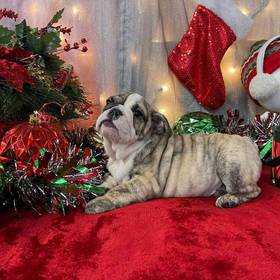 English Bulldog