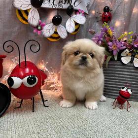 Pekingese