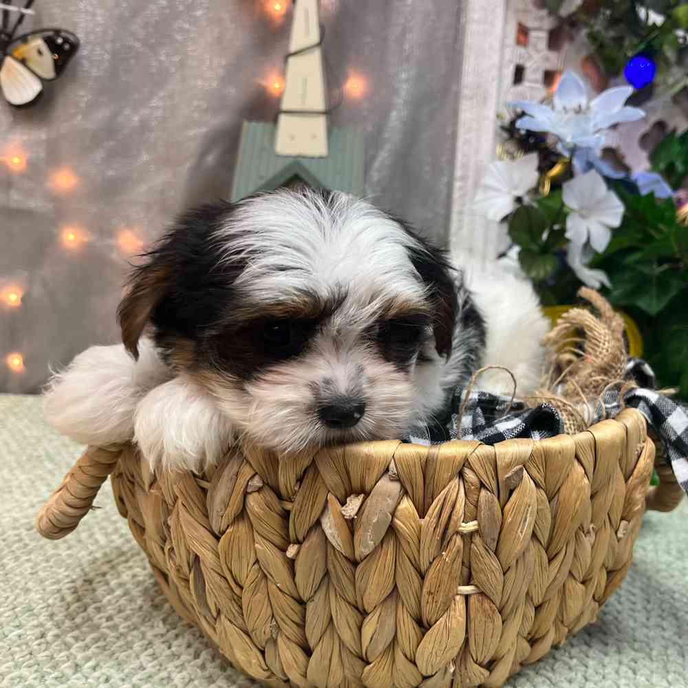 carousel pet images