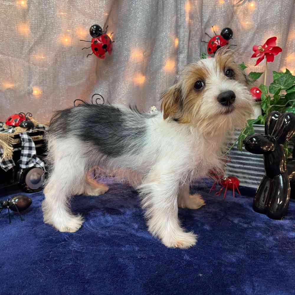 carousel pet images