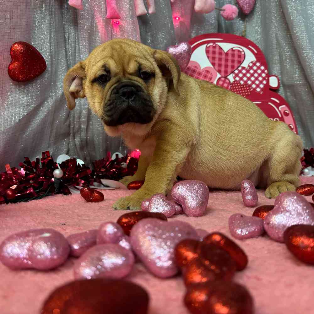 carousel pet images