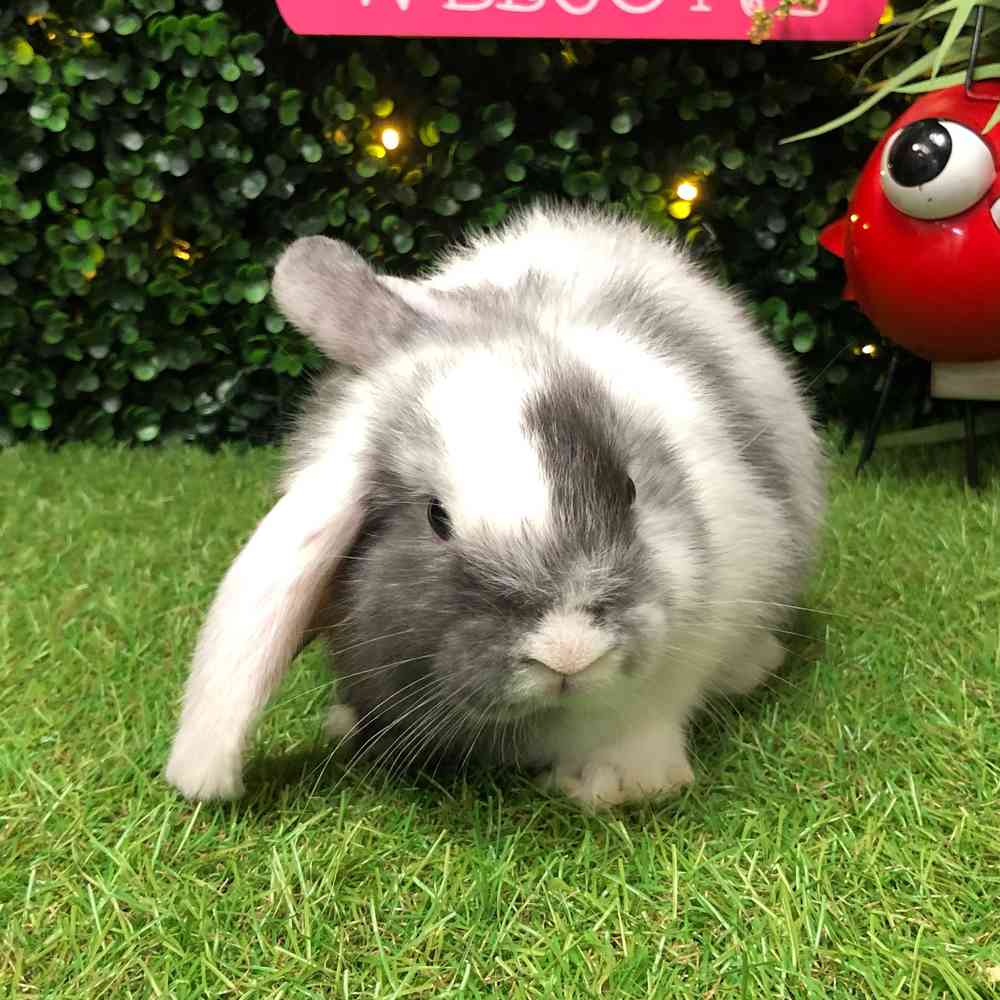 carousel pet images