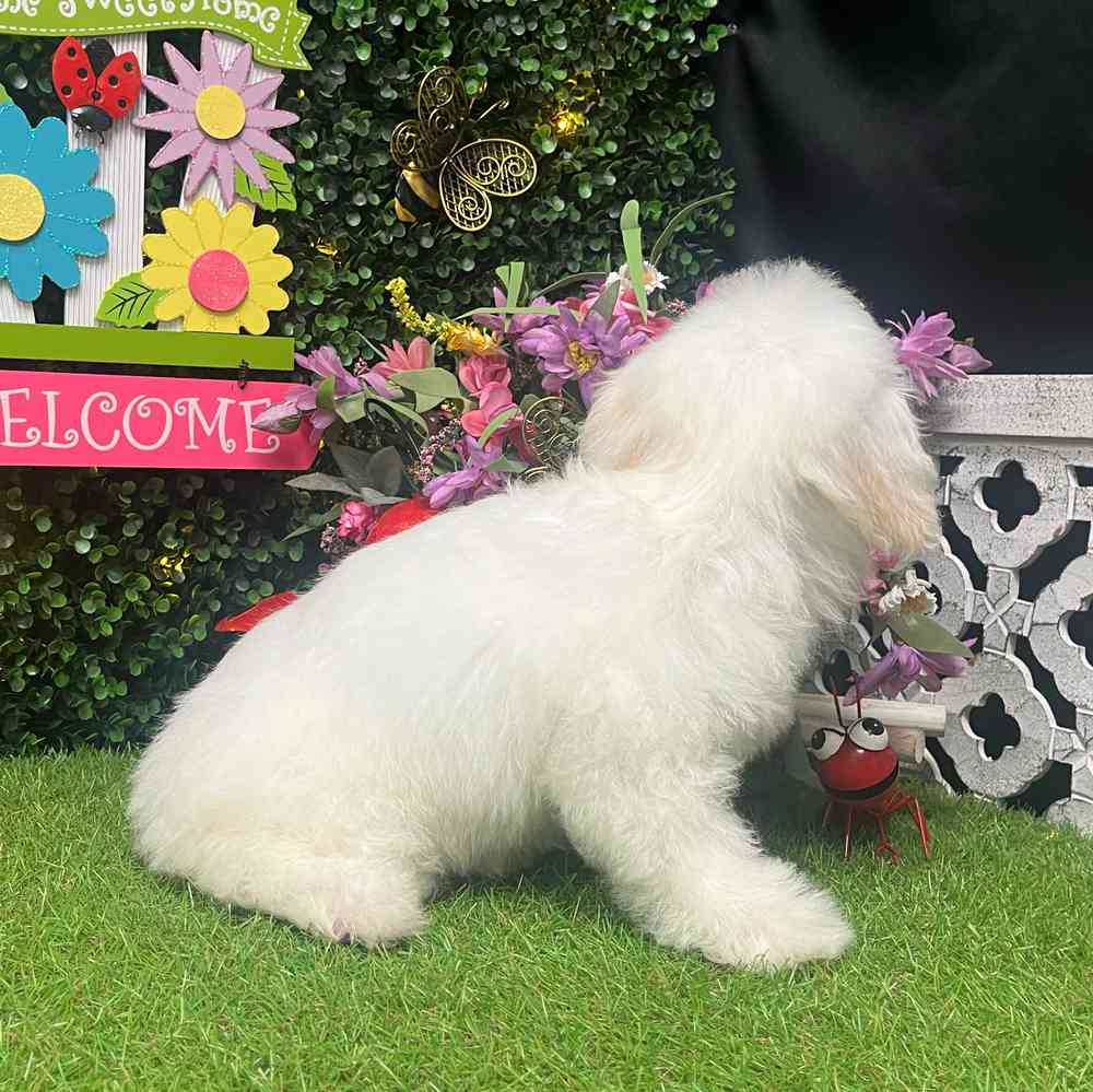 carousel pet images