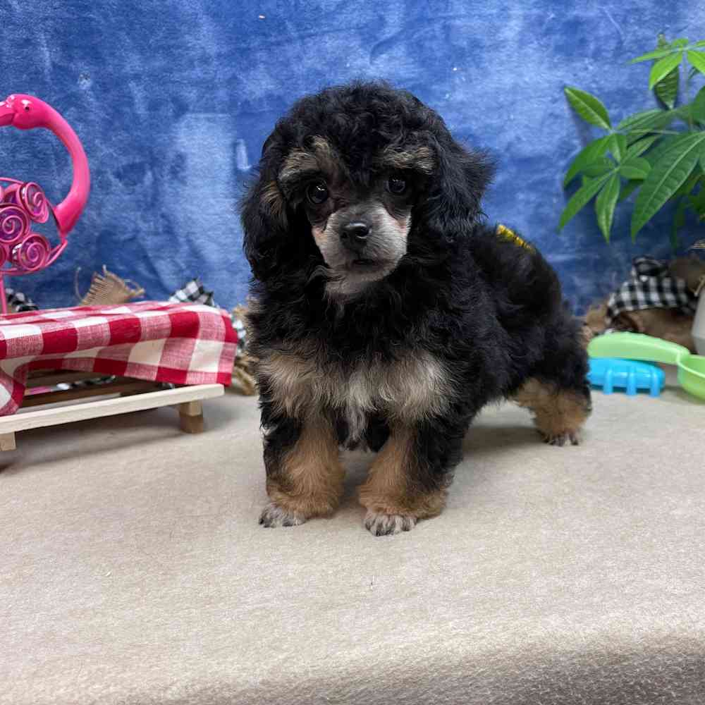 carousel pet images
