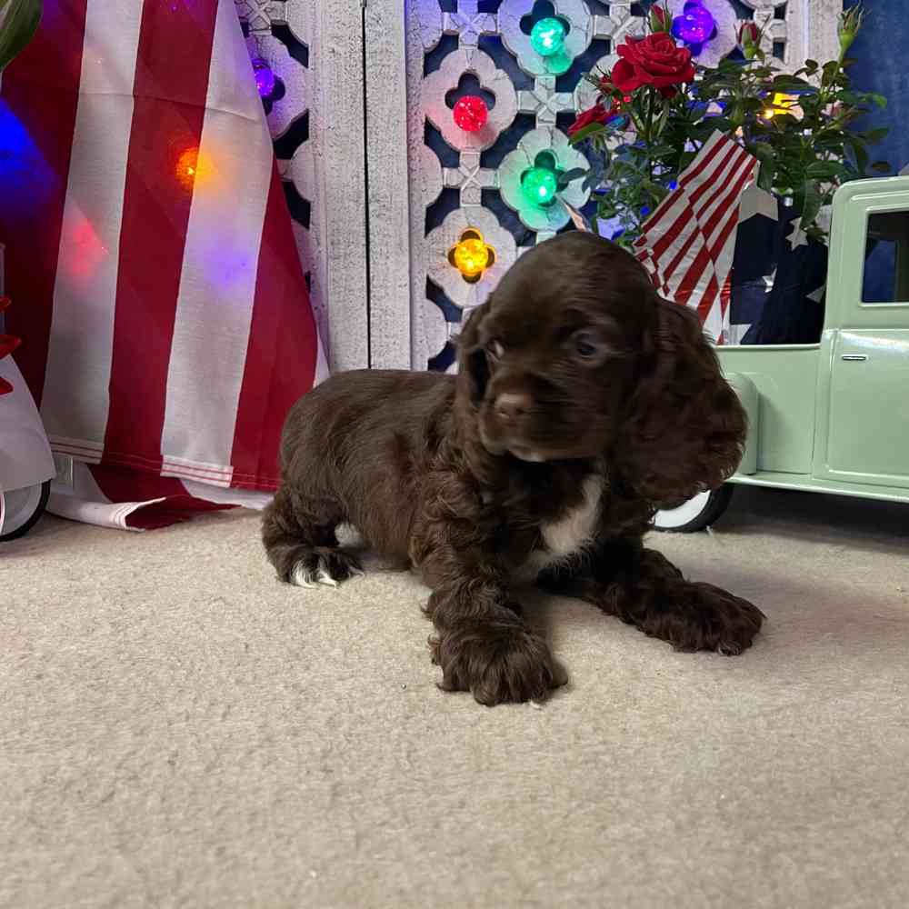 carousel pet images
