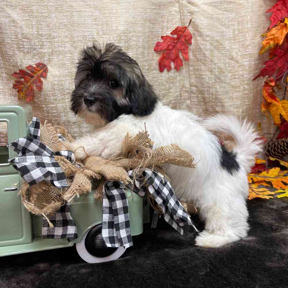 carousel pet images