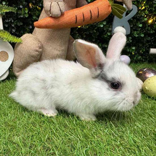 Flemish Giant Holland Lop Mix