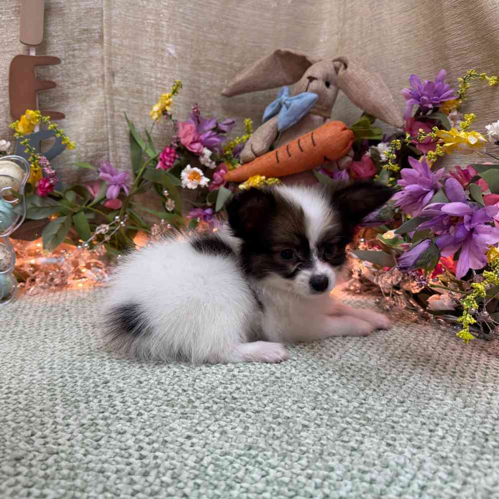 Image of a pet breed in the gallery