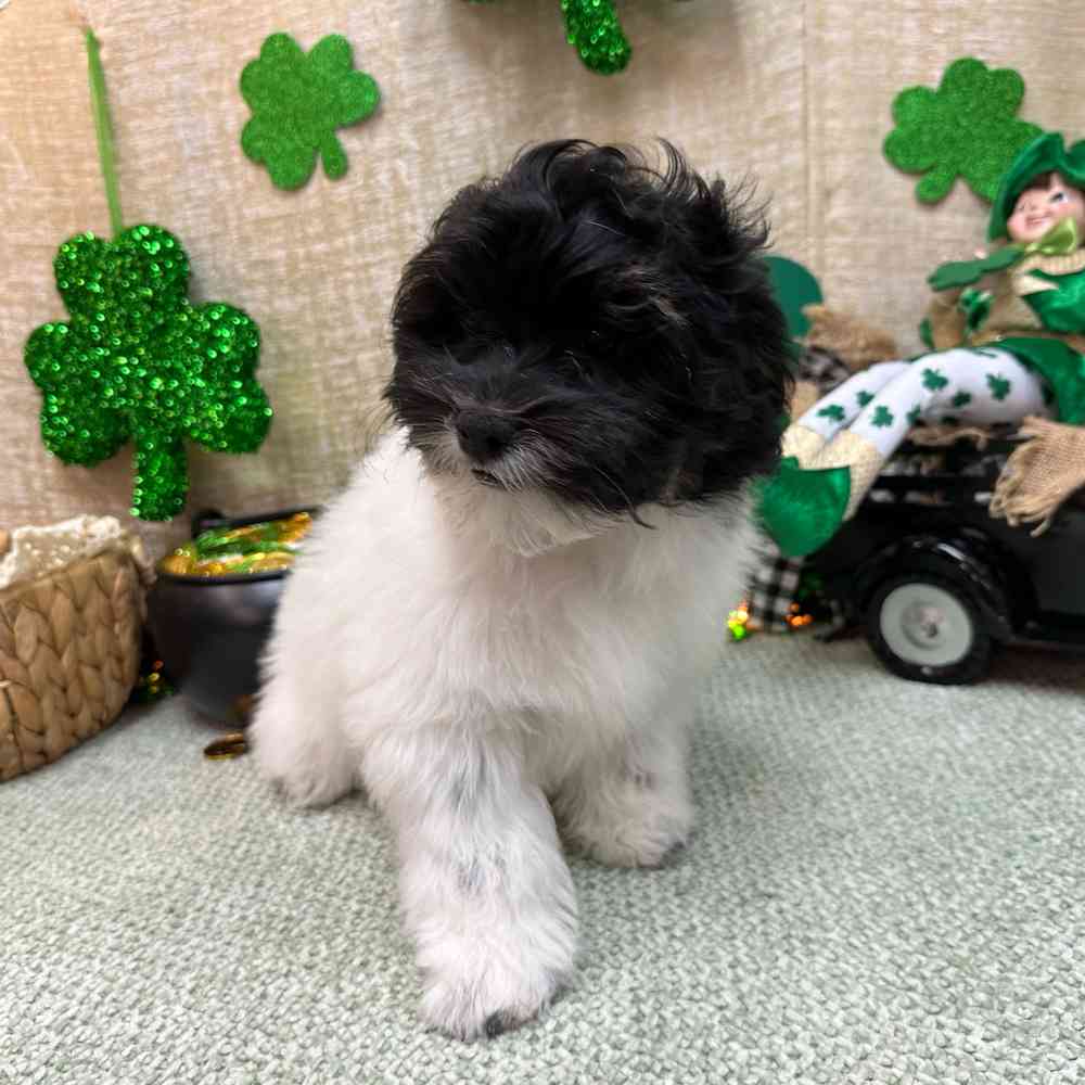 carousel pet images