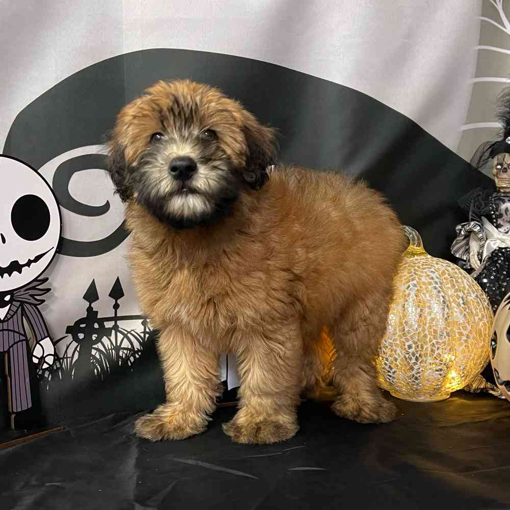carousel pet images