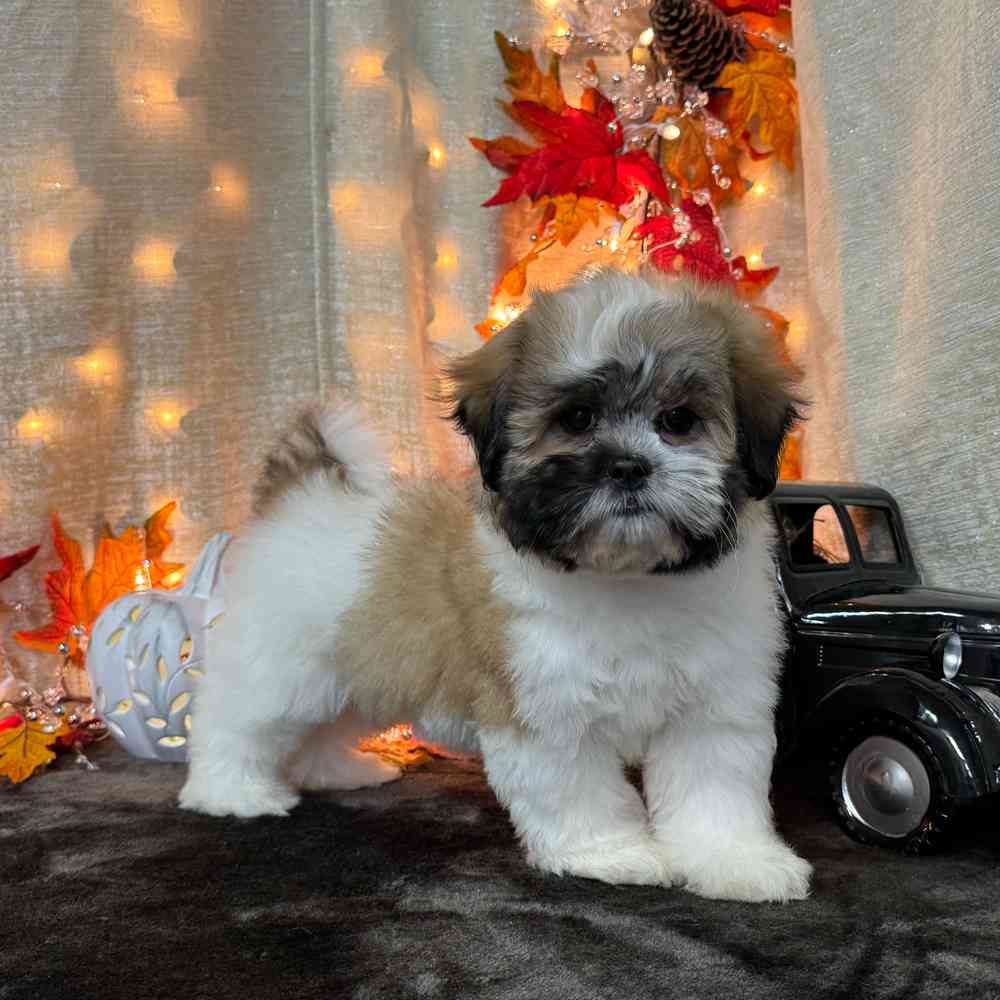 carousel pet images