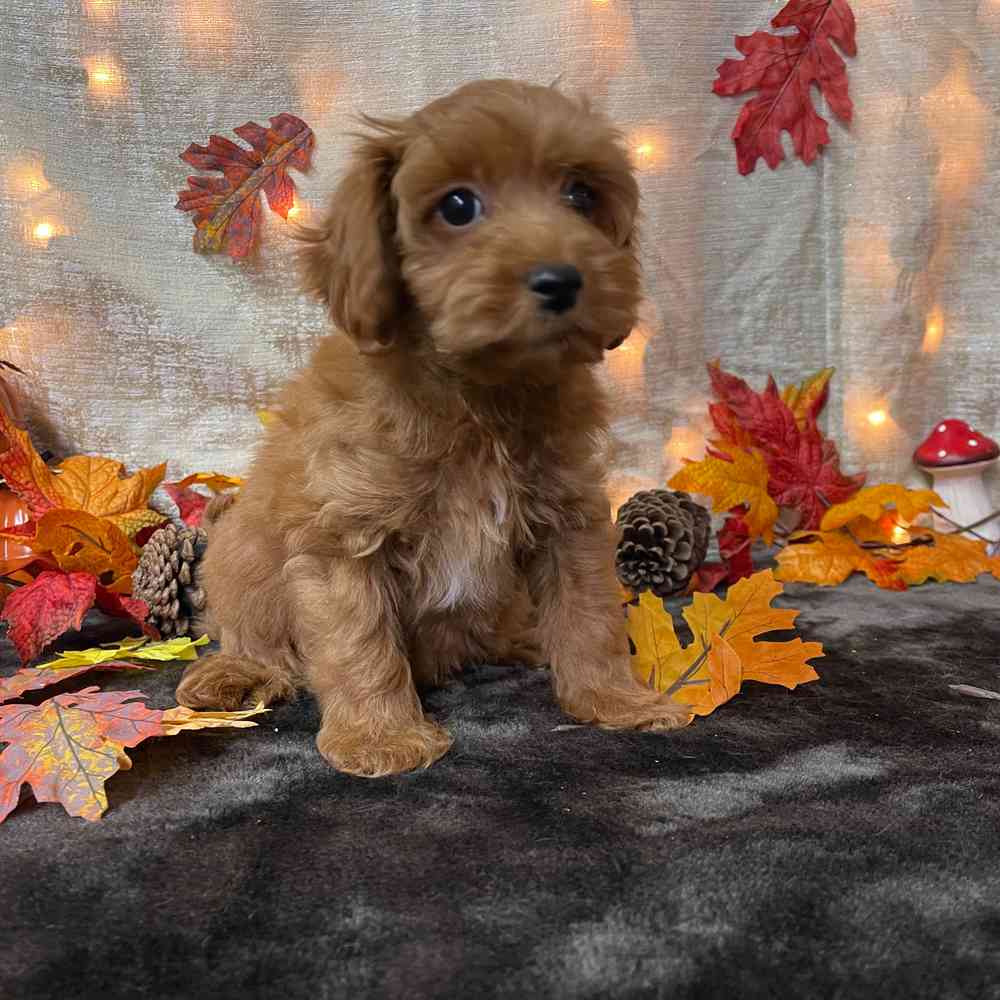 carousel pet images