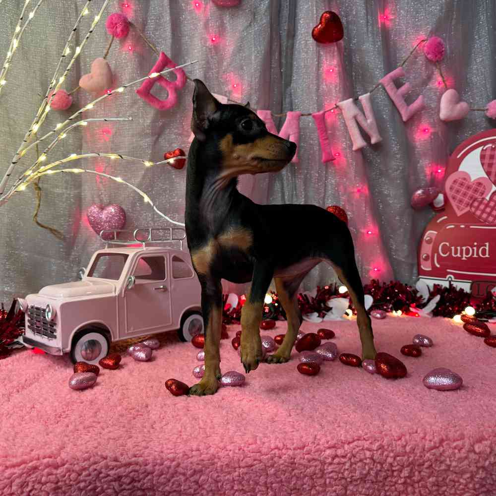 carousel pet images