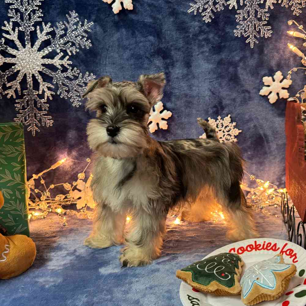 carousel pet images