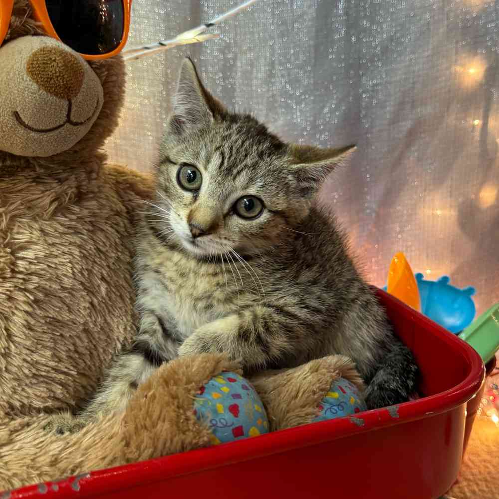 carousel pet images