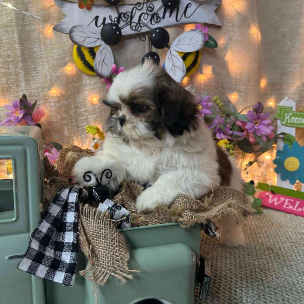 carousel pet images