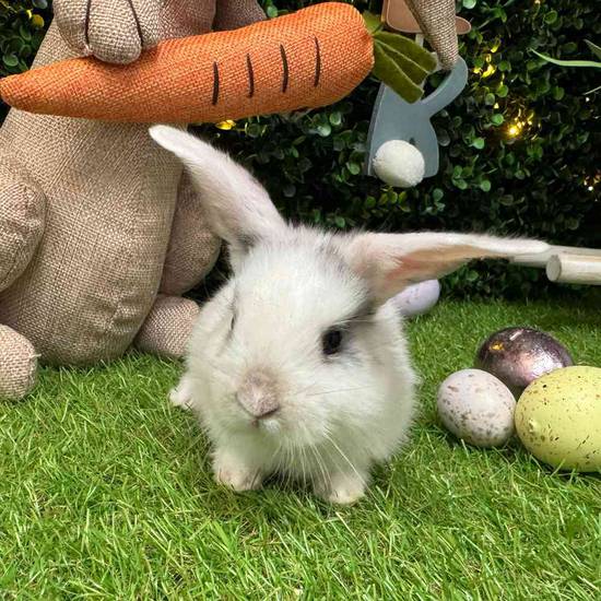 Flemish Giant Holland Lop Mix