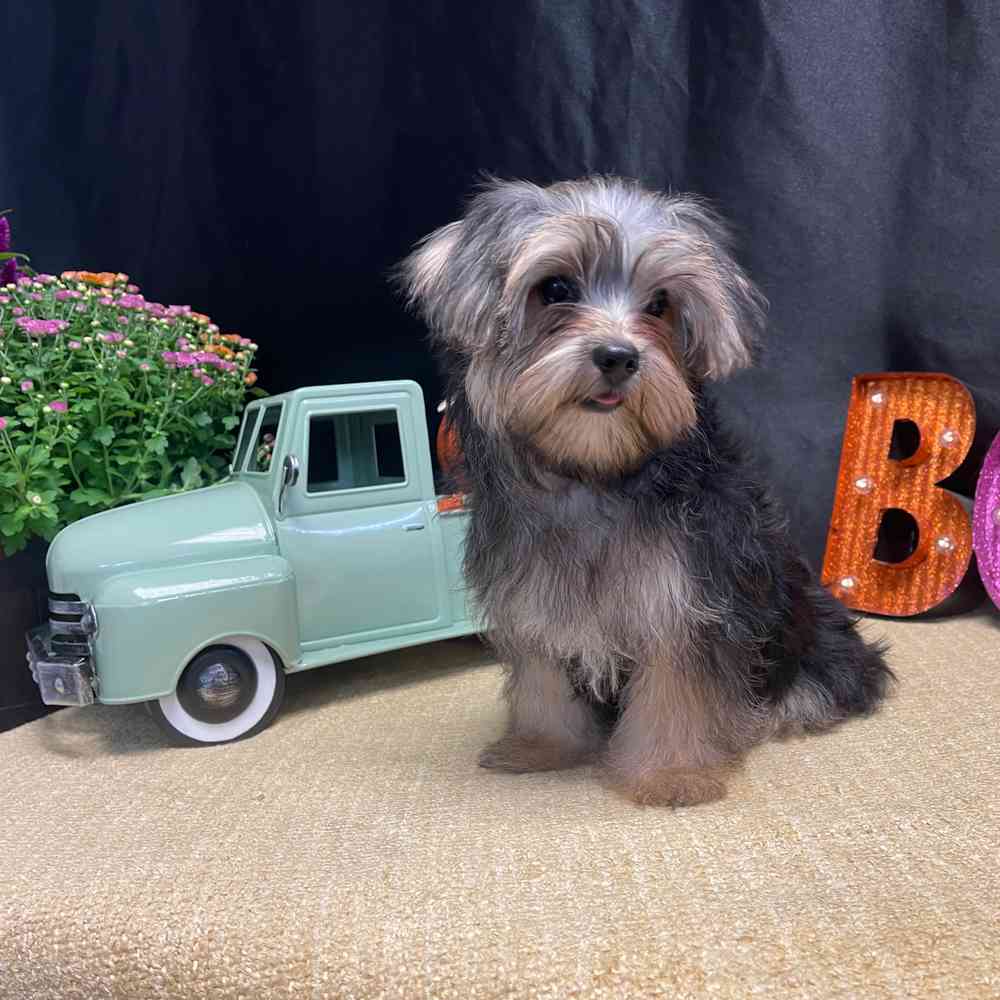 carousel pet images