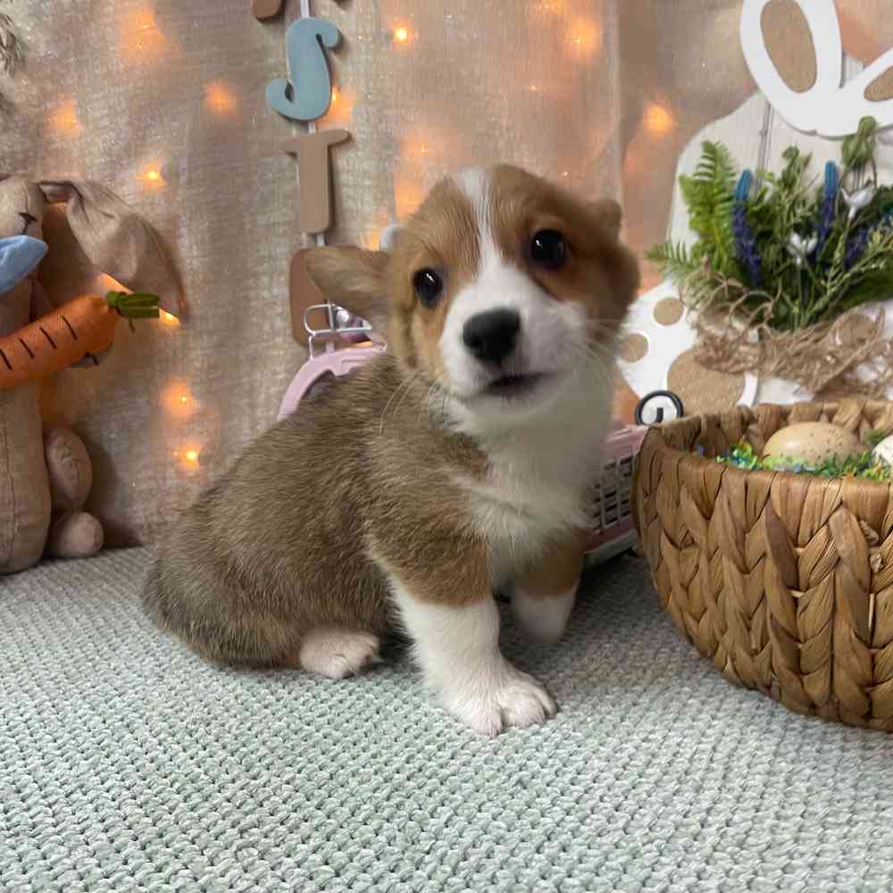 carousel pet images