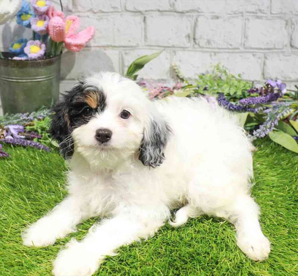 carousel pet images