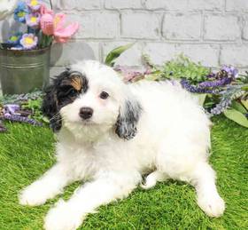 Cavapoo
