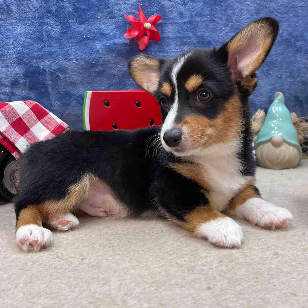 carousel pet images