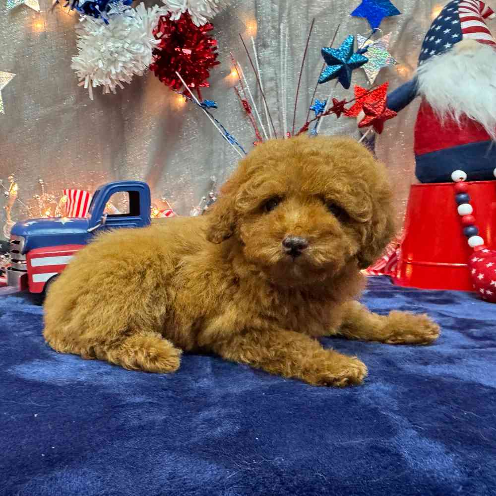 carousel pet images