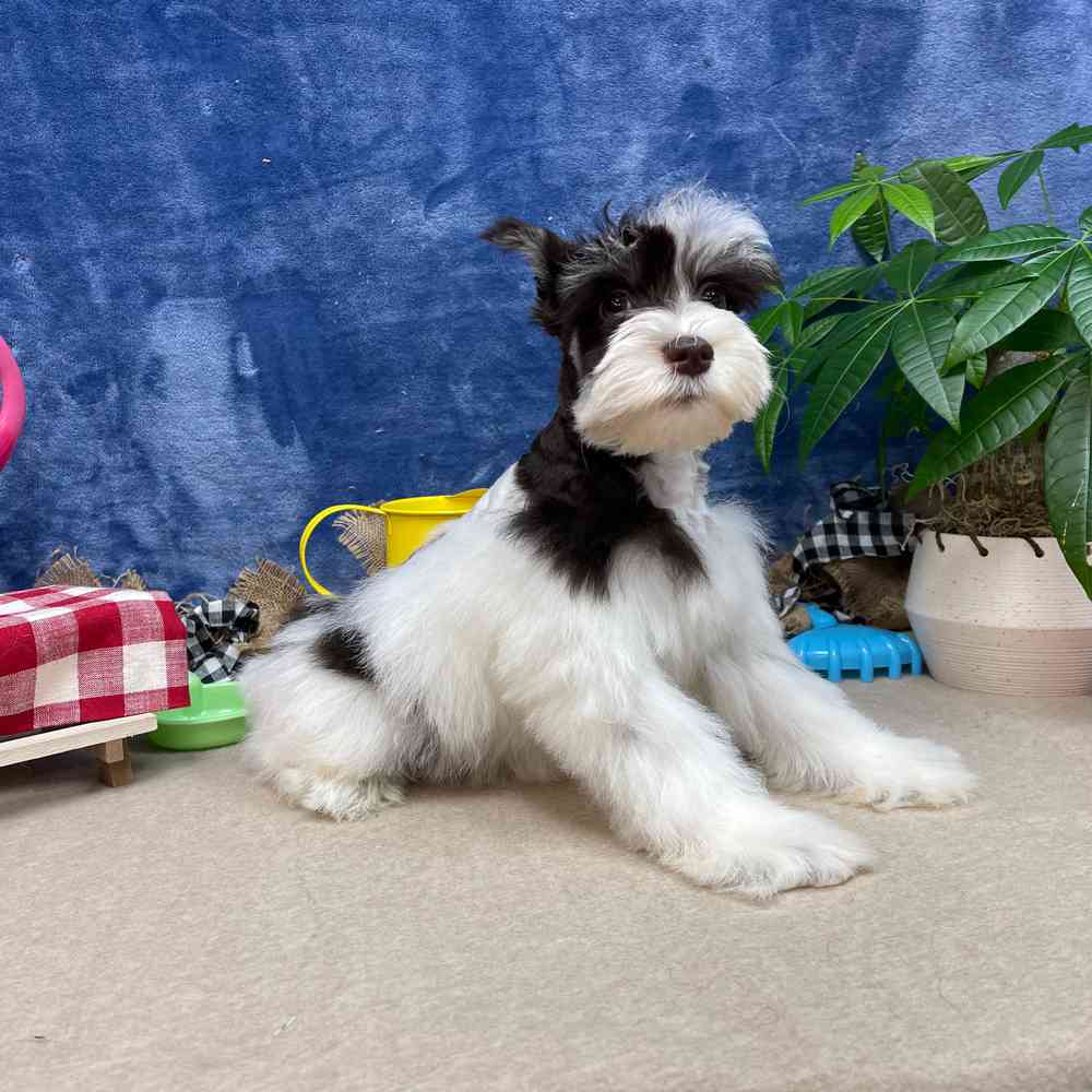 carousel pet images