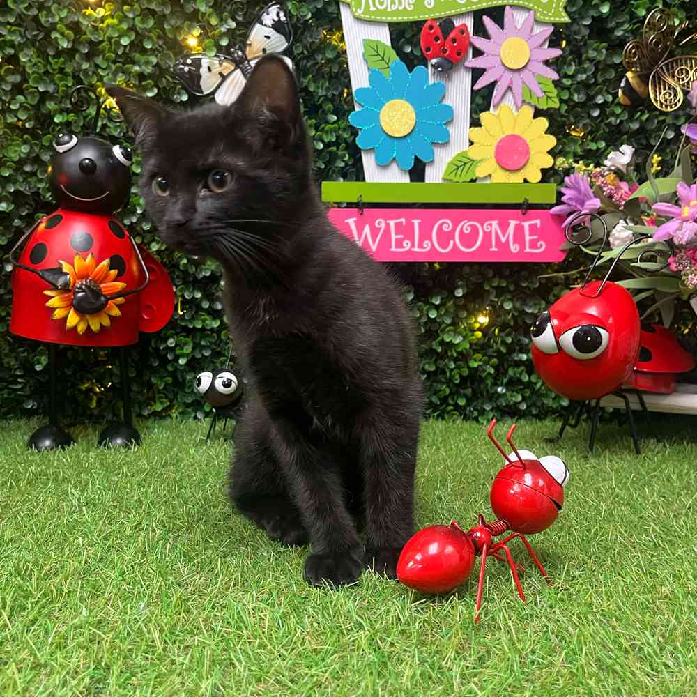 carousel pet images