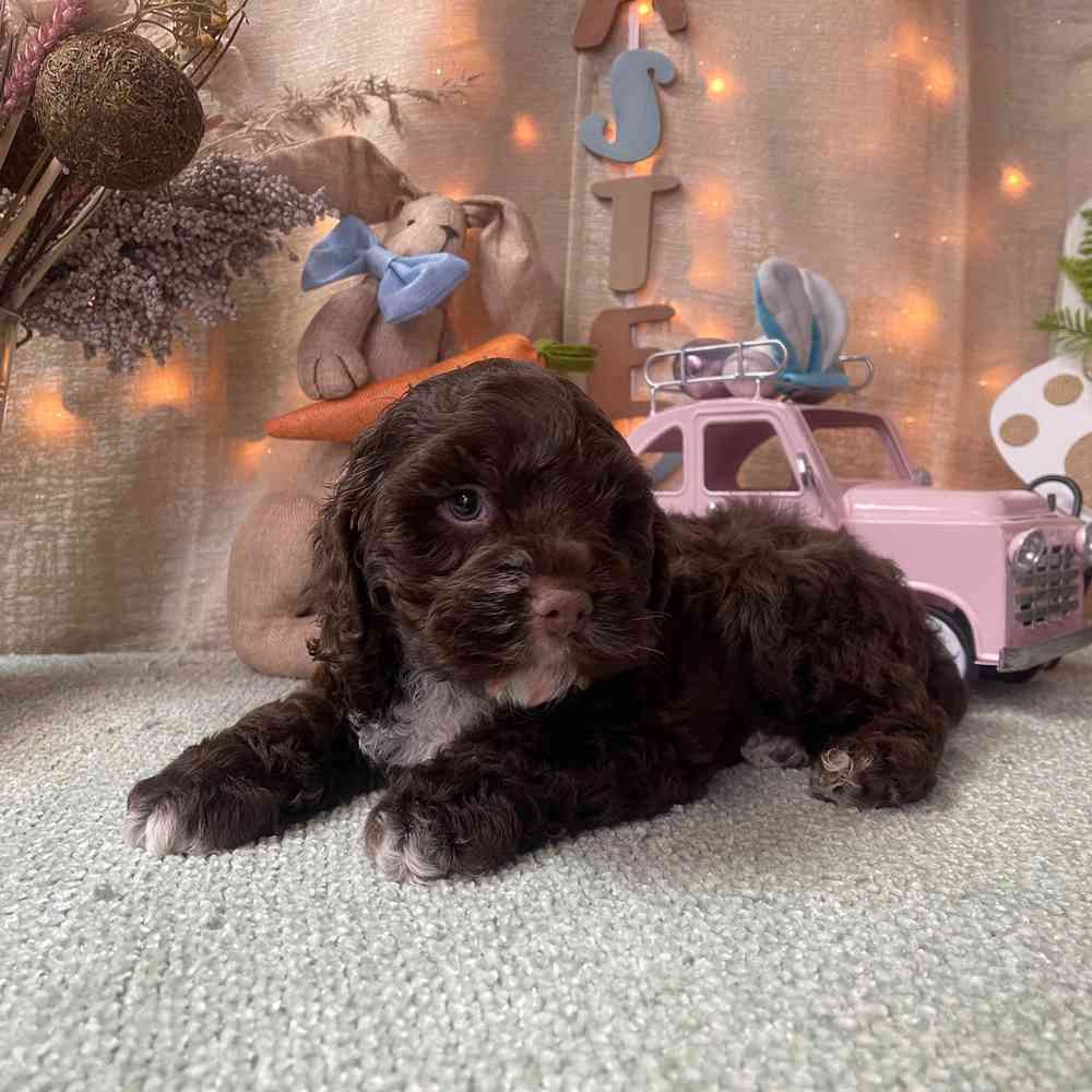 carousel pet images