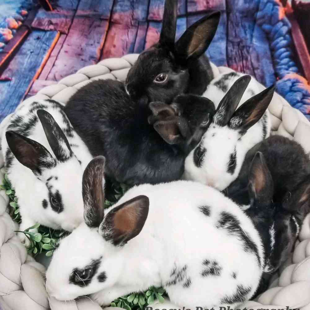 carousel pet images