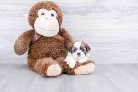 Shih Tzu
