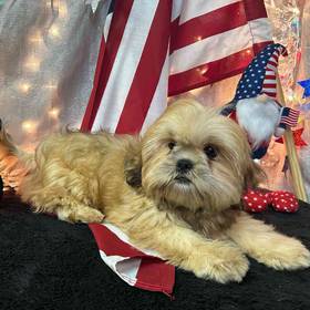 Lhasa Apso