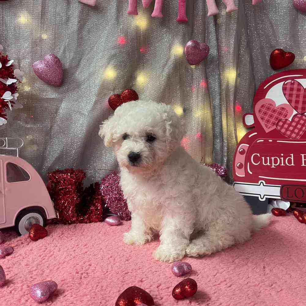 carousel pet images