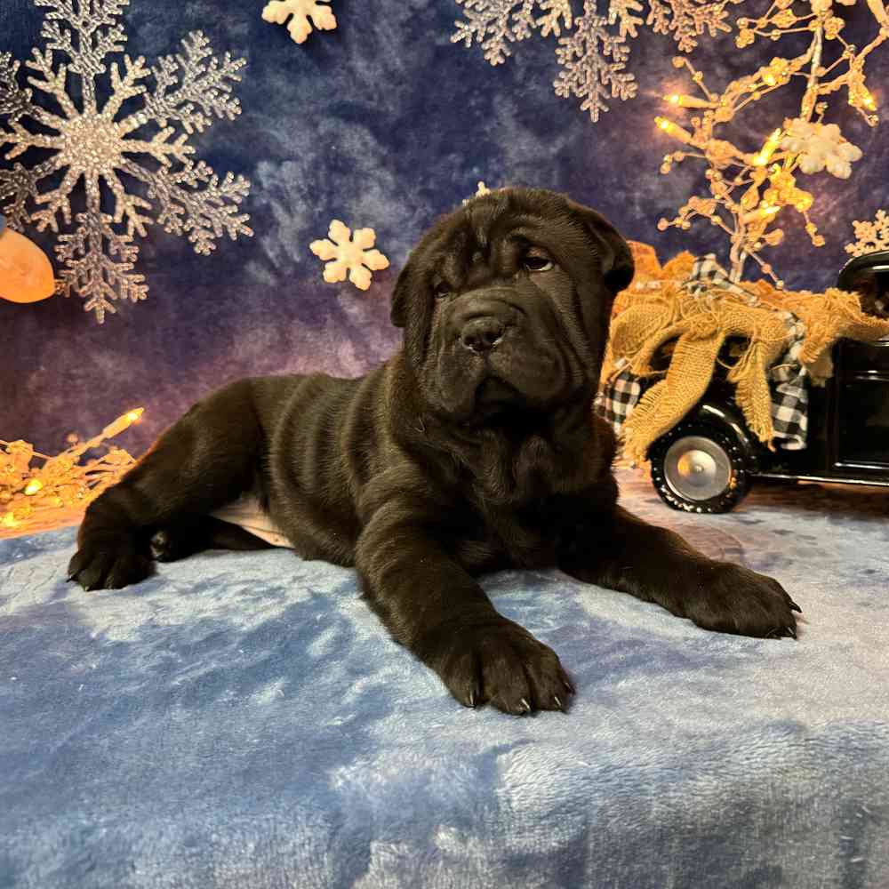 carousel pet images