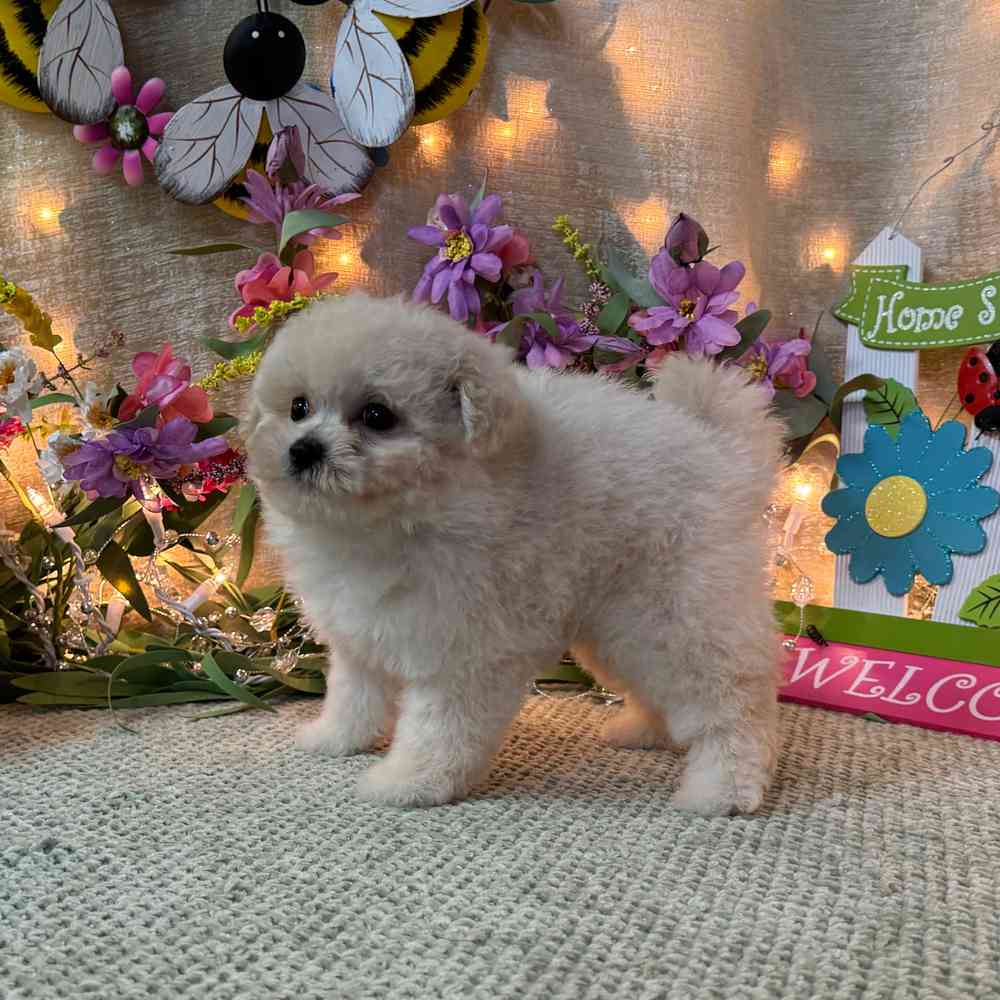 carousel pet images