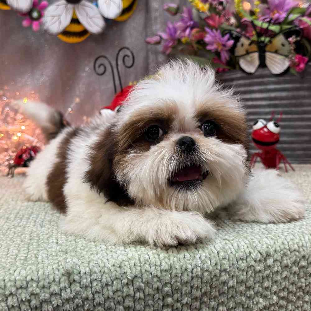 carousel pet images