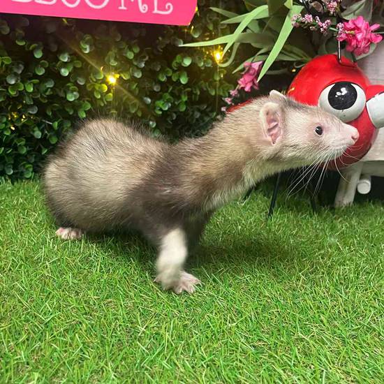 Ferret
