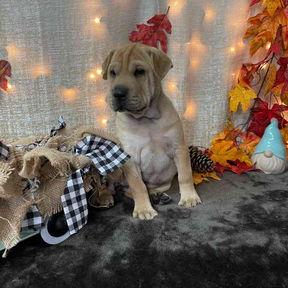 carousel pet images