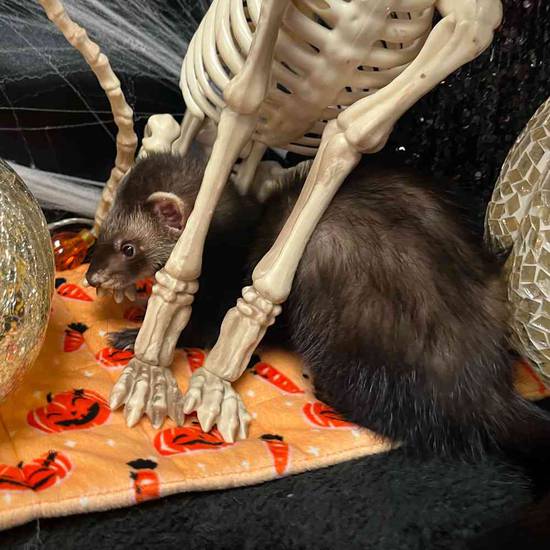 Ferret