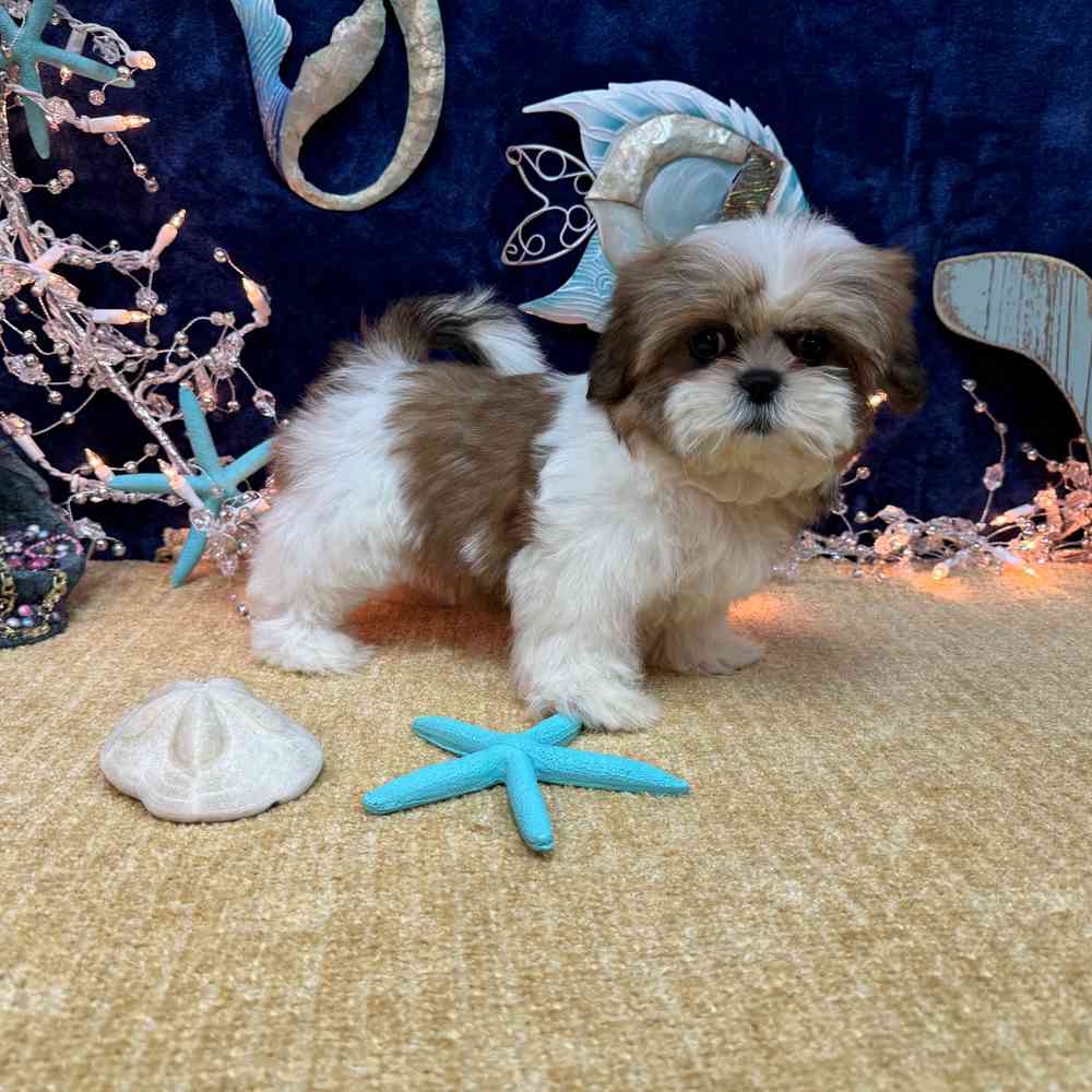 carousel pet images