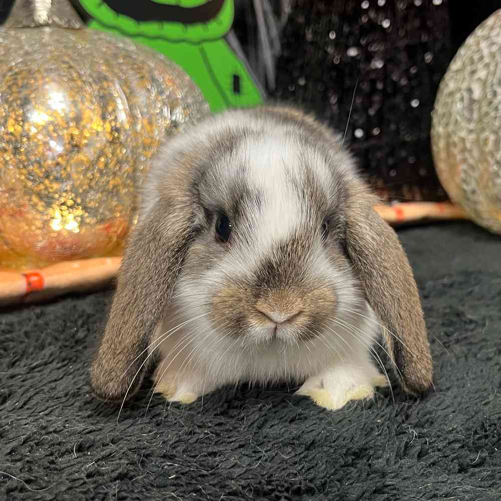 Image of a pet breed in the gallery