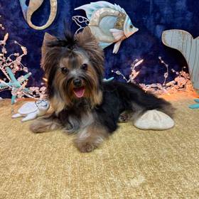 Yorkshire Terrier