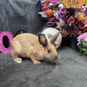 Rabbit